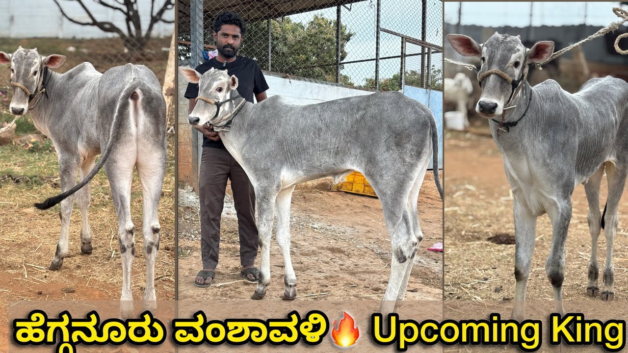 Bhajarangi Marvellous Hallikar male calf Hegganuru bloodline 