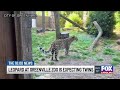 Twice the wild: Greenville Zoo’s Amur leopard expecting twins