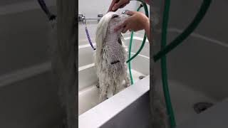 How to safely rinse shampoo off your dogs face without getting water in their nose.
