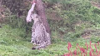 Snow Leopard Feeding at Twycross Zoo