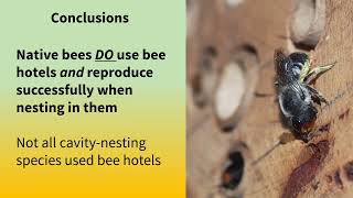 Are native bees checking in at bee hotels??