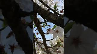 Bees work after Sakura Blooming | Sakura garden | Sound of Bees 🐝 #shorts