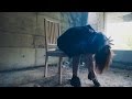 ちゃるけん-いばら-【Official Video】