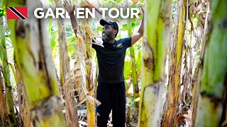 Full Garden Tour by Paul in Cumana Village, Trinidad & Tobago 🇹🇹 Foodie Nation