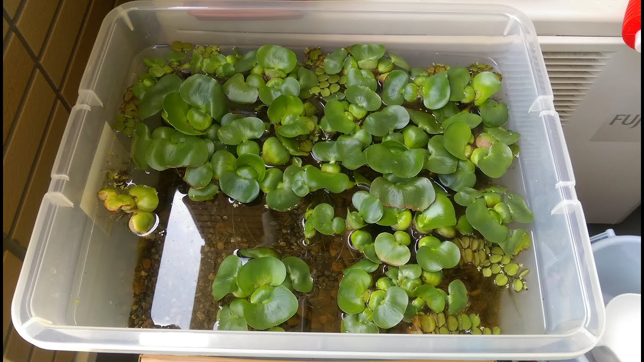 浮き草 ホテイアオイの株分け 栽培 Cultivation Of Water Hyacinth Youtube