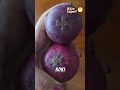 GIRANGNYA MAYANGSARI PANEN MANGGIS DIKEBUN SENDIRI @mayangsariofficialchannel #mamarieta #ashanty