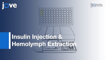 Measuring Insulin Sensitivity: Adult Drosophila melanogaster l Protocol Preview