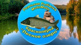 Как поймать Краснопёрку на Лесном озере [АРХИВ] | Реальная Рыбалка