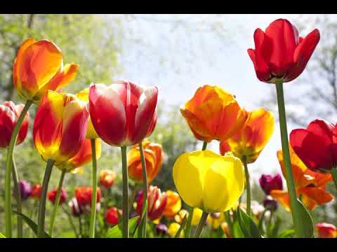 Коли Садити Тюльпани для Чудового Весняного Цвітіння