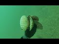 Chasse sous marine coquilles saint jacque saint quay portrieux cote darmor bretagne 