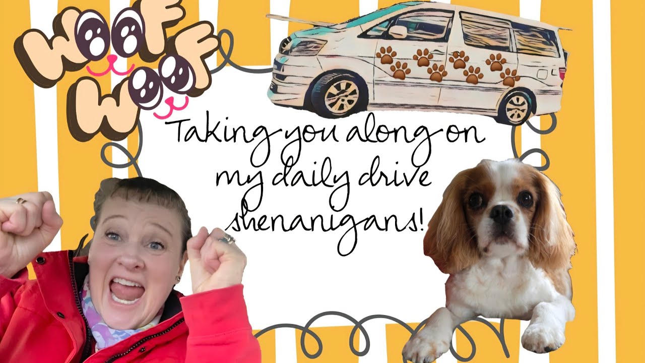 DOGS, DONKEYS, LIONS & BEARS #campervanningwithcavaliers #donkeys #bears #drive #lunch #rain