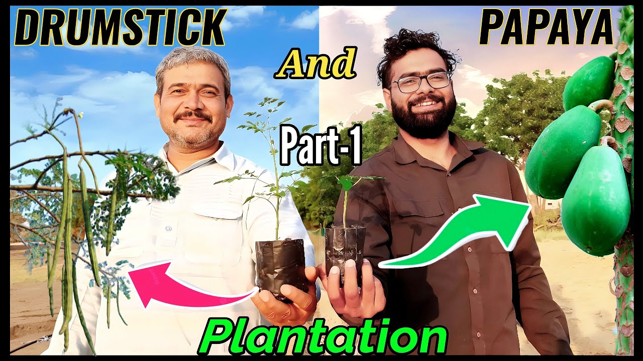 Finally ✅ ✅ Planting Drumstick and Papaya @ Jakhar-Nandal Farms 🔥🔥 | Part-1 | Desi life,JATT life 😎