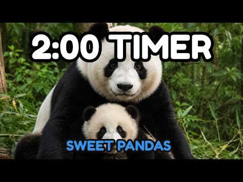2 Minute Clean Up Timer 🐼 Cute Panda Classroom Countdown