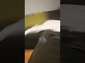 i am a spider