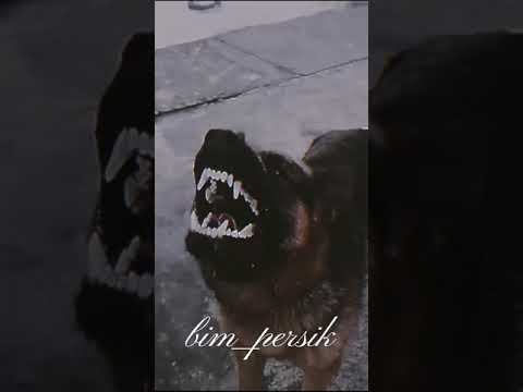 Собака гавкает овчарка видео прикол мем Овчарка Лает? скачать с mp4 mp3 flv