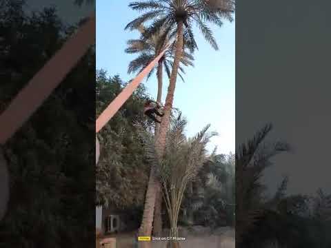 النخل التمر سعف النخيل