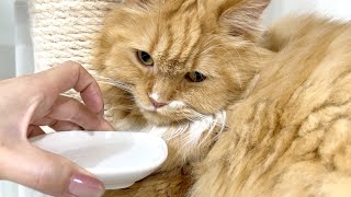 嘔吐と食欲不振・・体調を崩した猫【マンチカン】