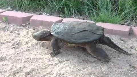 Snapping turtle at Waneka