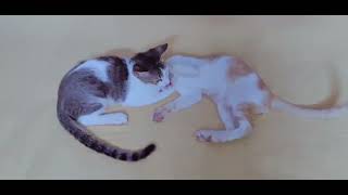 Who'll WIN ??? 🏆😂 by CAT Lover 108 views 2 years ago 1 minute, 34 seconds