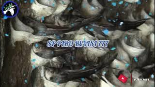 SP Piro Revisi 777. Suara panggil walet untuk ampli Piro, silahkan coba!!!