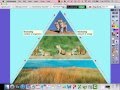 Energy Flow Through Food Chains and Webs