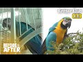 The Reason Why Parrot Became The Great Escape | Before &amp; After Makeover Ep 83