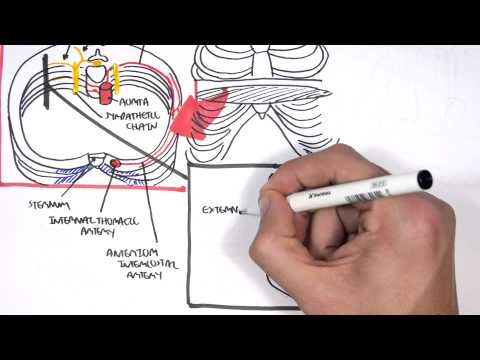 Anatomy Thorax Clinical (+ Nerve Block)