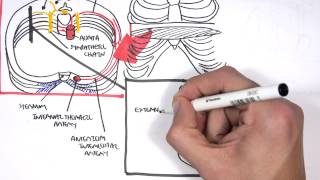 Anatomy Thorax Clinical (+ Nerve Block)