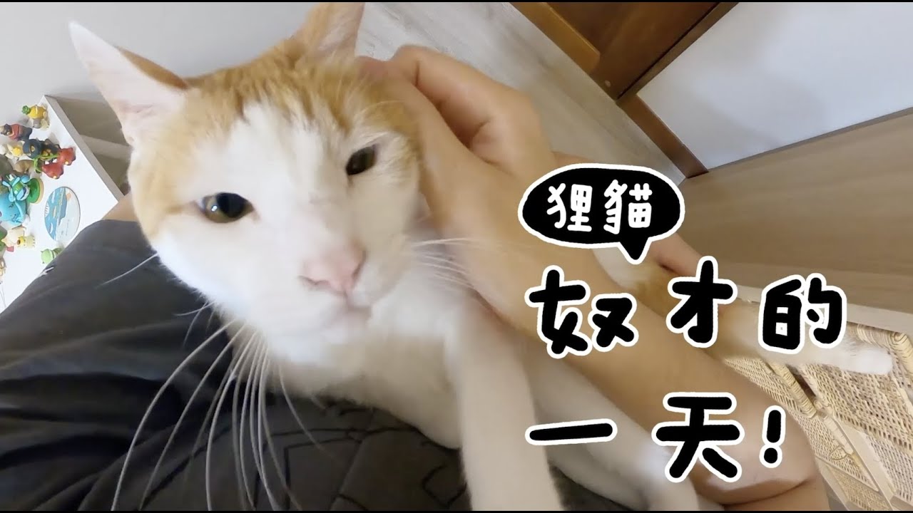 【黃阿瑪的後宮生活】狸貓奴才的一天！