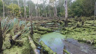 He prevented the beavers from completing the dam on the river and burned all the branches.