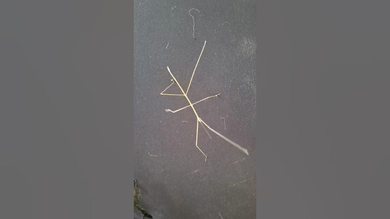 Stick Insect Camouflage in Action !(Phasmatodea)nature insects YouTube