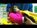 Vétérinaire : Animaux sauvages (2/2) - Documentaire