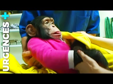 Vidéo: Maladies Zoonotiques Chez Les Grands Animaux - Dangers De La Pratique Vétérinaire - Vétérinaire Quotidien