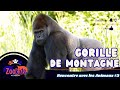 Rencontre avec les animaux 3  gorille de montagne  animaux sauvages  ducation pour enfants