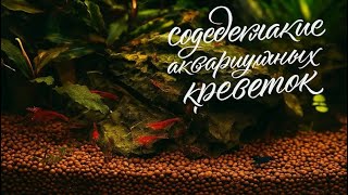 Содержание аквариумных креветок