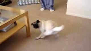 Pug Chasing Tail