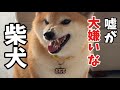 【嘘が大嫌いな柴犬】嘘をつかれた柴犬の結末はこうなります…