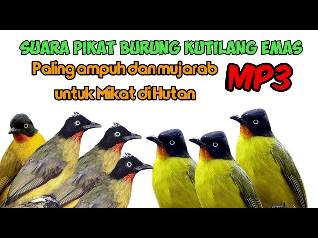 Suara pikat burung kutilang emas Paling Gacor terbaru di 2024 di jamin ampuh class=