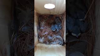 How To Make A Birdhouse With A Solar Powered Camera Inside