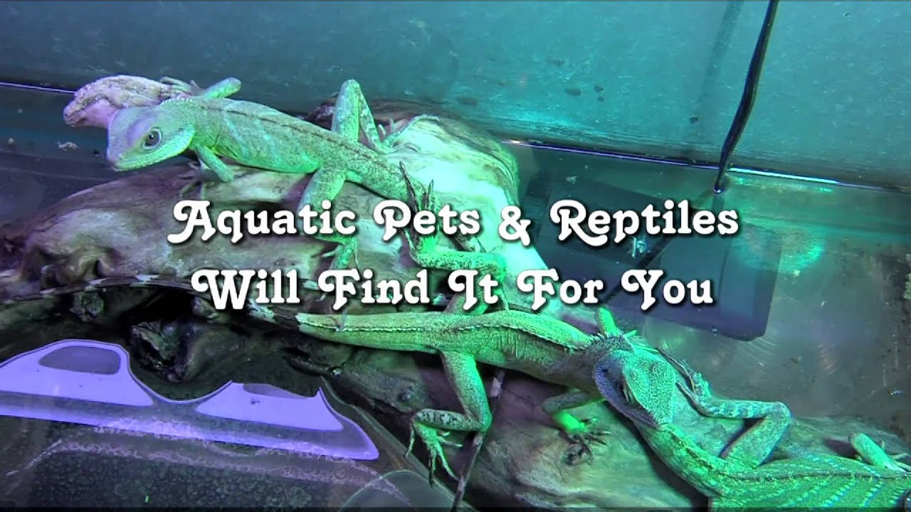 water reptiles pets