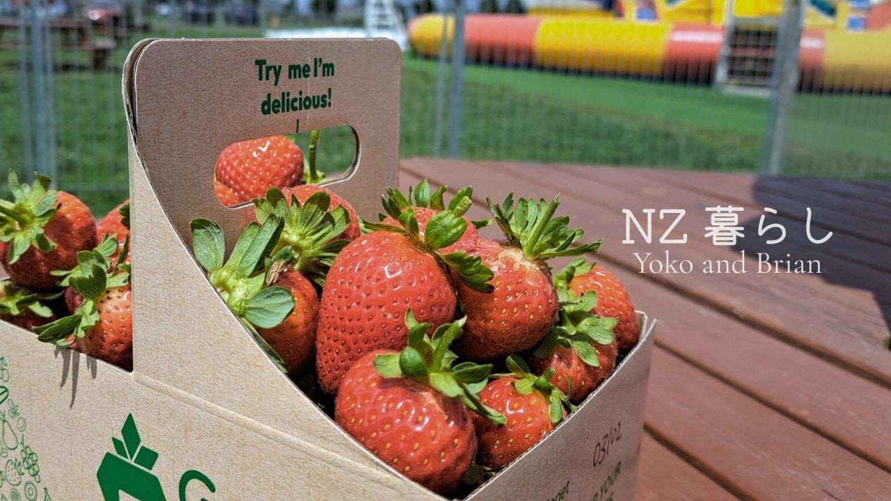 ニュージーランド暮らし🥝待ちに待ったいちご狩り！苺に癒される夏の日 | トライフル | 海辺ランチ