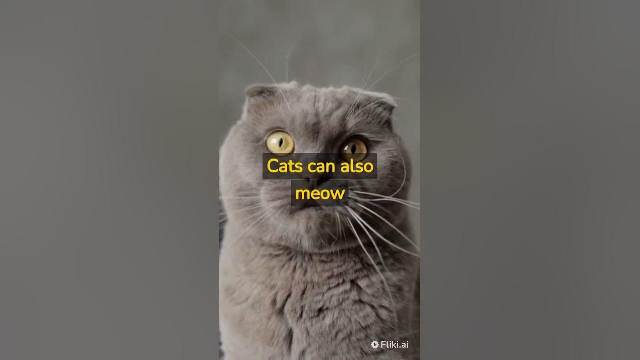 Why Does My Cat Meow Loudly At Night