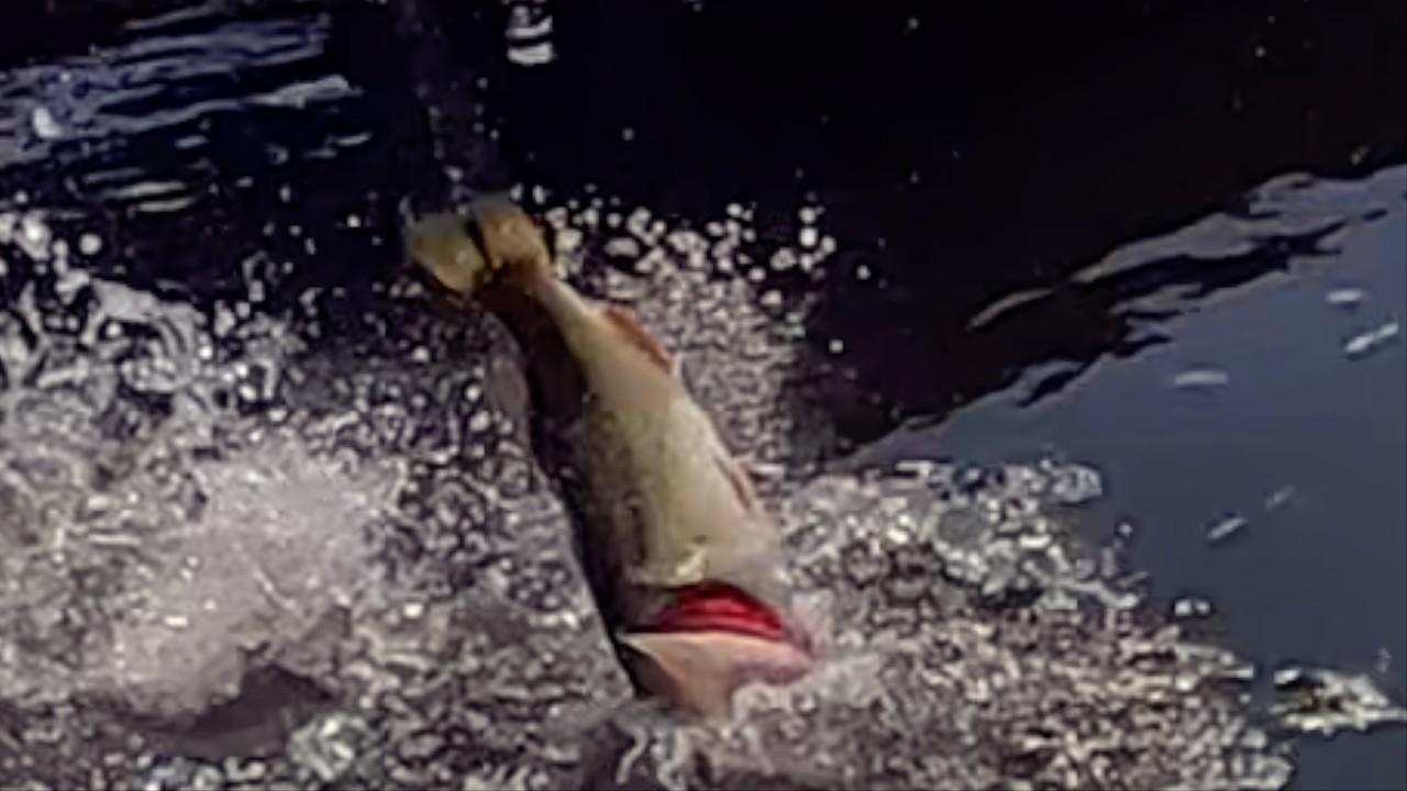 The Tiny Texas Child Rig Catches Big Fish