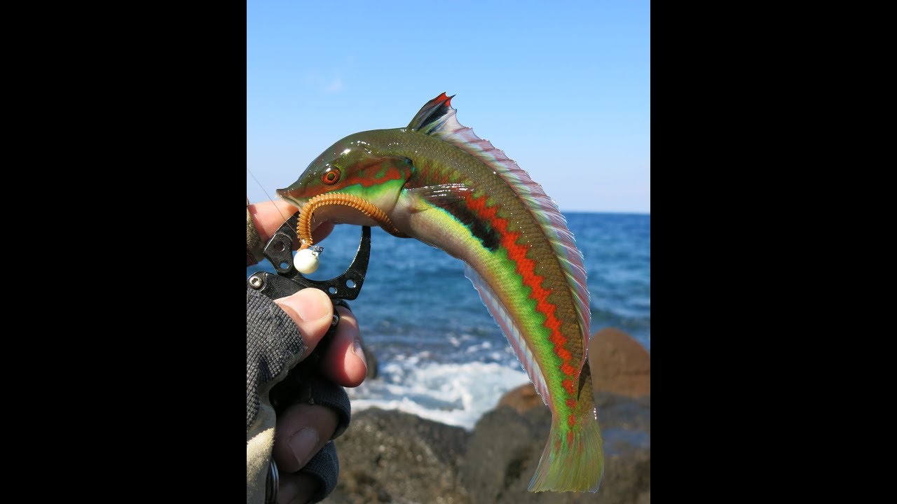 LRF with Biodegradable Lures. LRF με βιοδιασπώμενα δολώματα τεχνικές