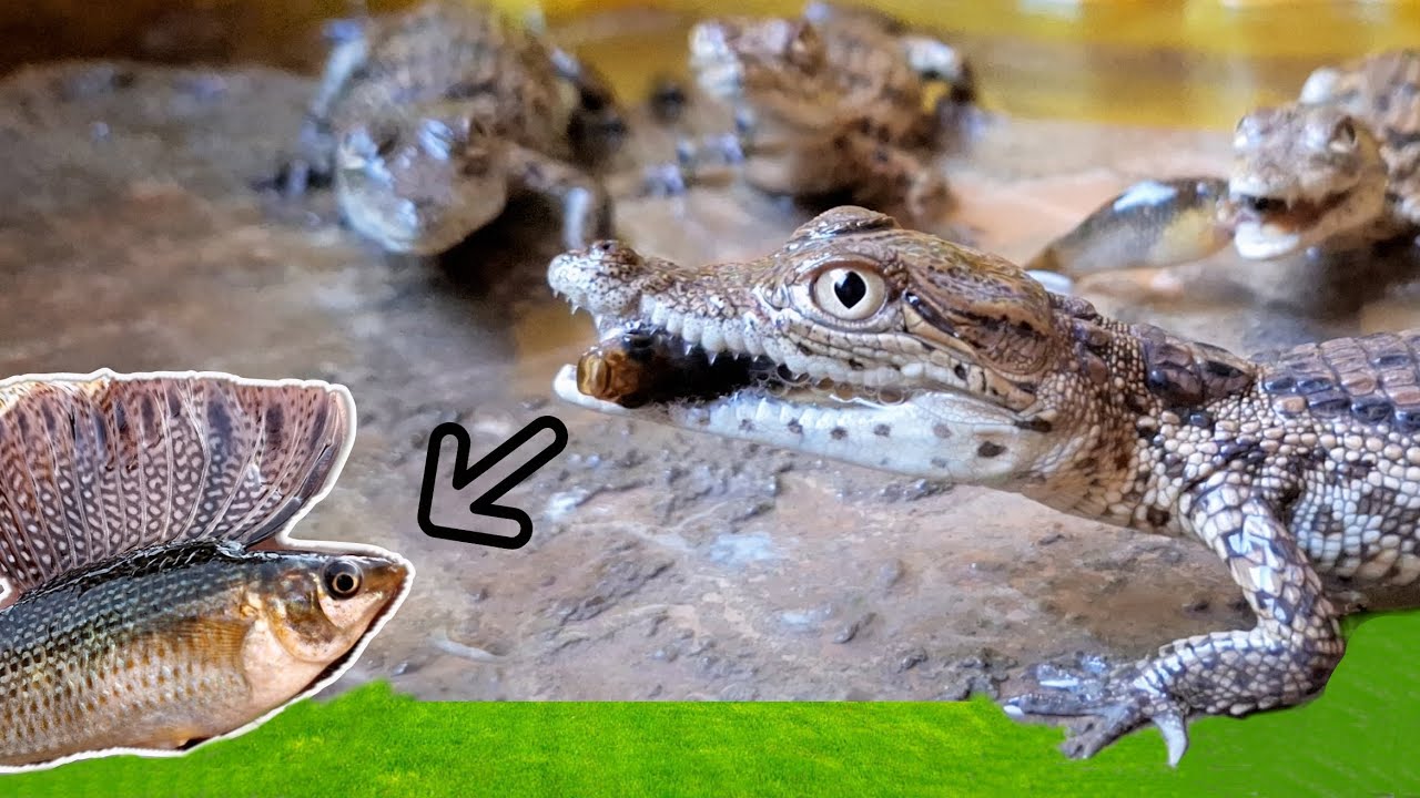 صيد السمك بالجوبيا و تأكيله للتماسيح