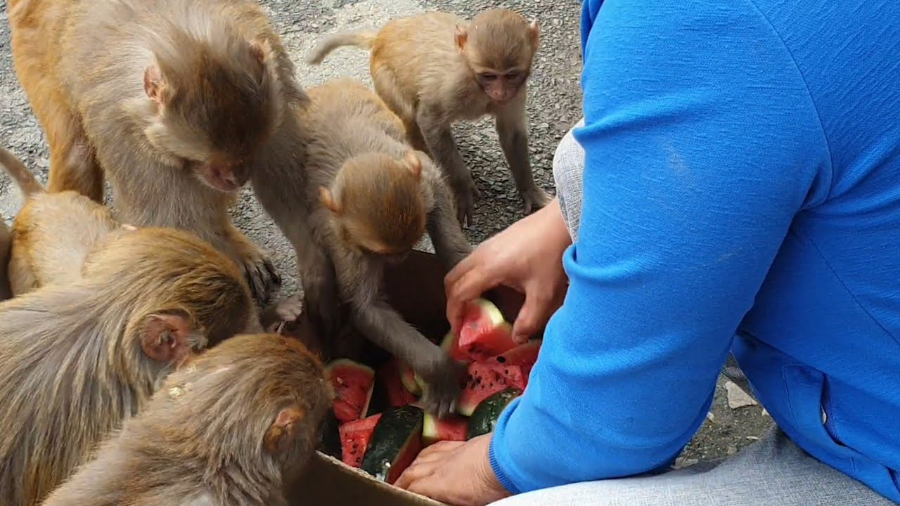 watermelon party for hungry monkeys | feeding watermelon to the hungry monkey