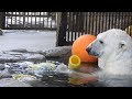 【驚愕】めちゃくちゃテンションの高いしろくまピース　とべ動物園にて。