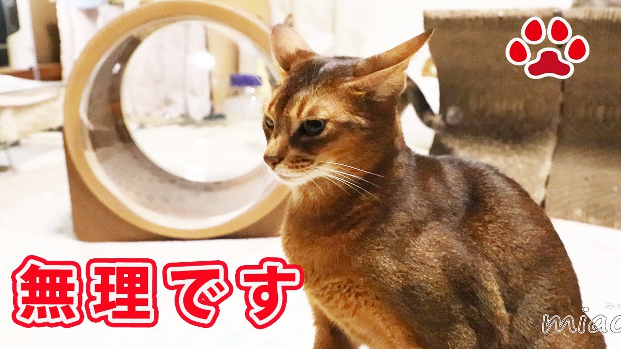 この子猫は無理 断固拒否したアビシニアン 瀬戸のめる日記 Youtube