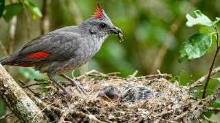 "Scaled Quail Colony: 22 Days Incubation to 45 Days Survival in Open Drylands | Nature Sounds" screenshot 1
