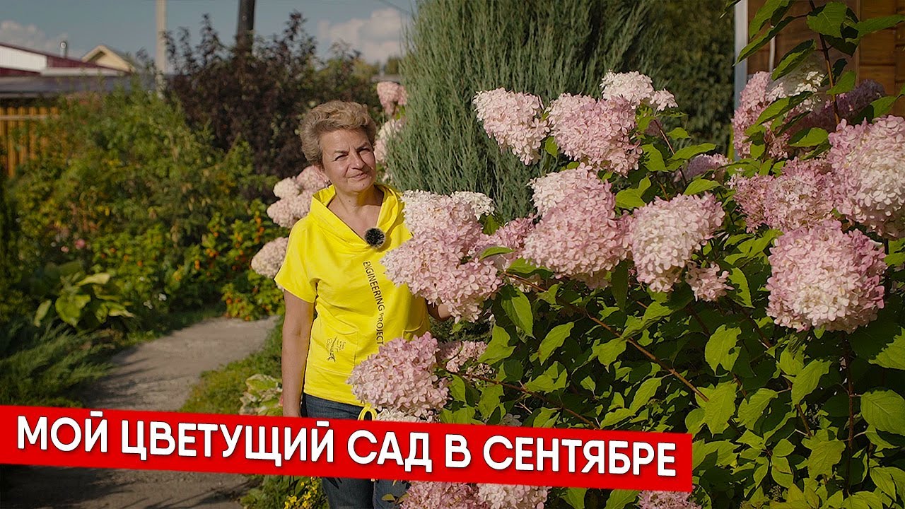 Мой цветущий сад в сентябре - YouTube